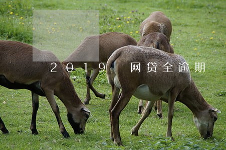 2019 网贷全逾期 2019 网贷全逾期